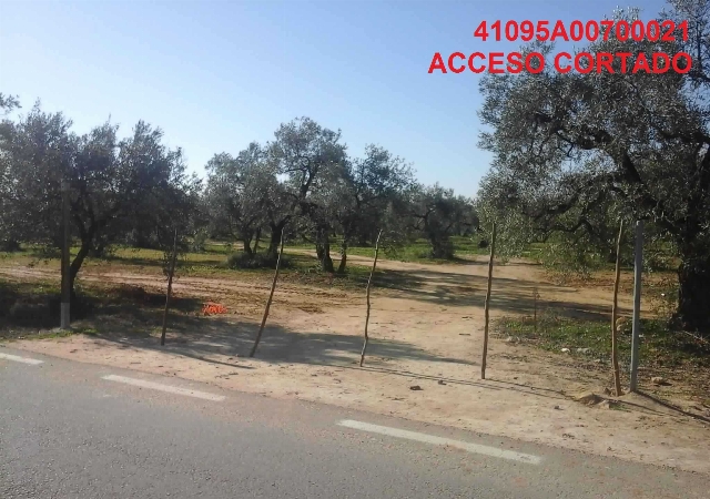 Suerte de olivar nombrada Don Eugenio, en el pago de La Almancilla de Utrera (Sevilla), Utrera, Sevilla