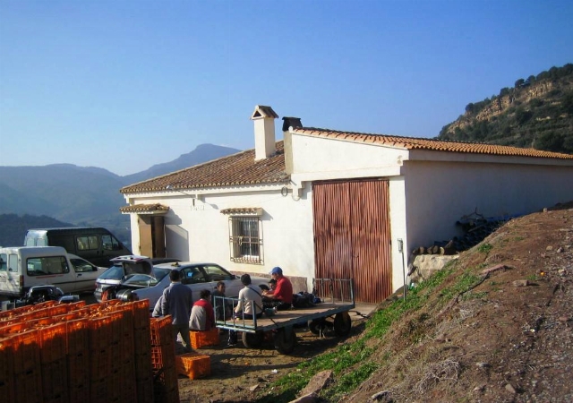 PD CALVET 4 55, ALGIMIA DE ALFARA, Valencia/València